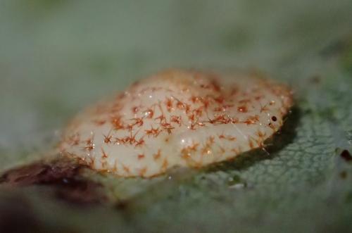 Réf. 218 049 : Neuroterus quercusbaccarum
